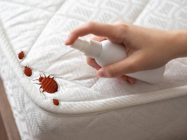 Best Bed Bug Extermination  in Waynesboro, TN