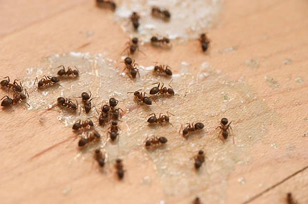 Best Affordable Pest Control Services  in Waynesboro, TN